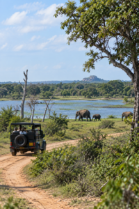 Sri Lankan elephant Safari in the wild