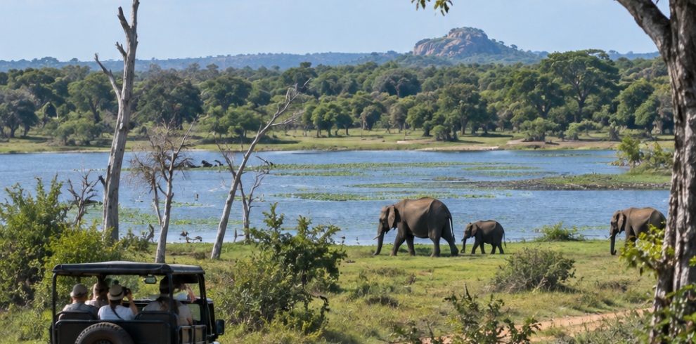 Sri Lankan elephant Safari in the wild
