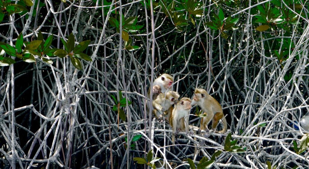 Negombo lagoon wildlife and mangroves