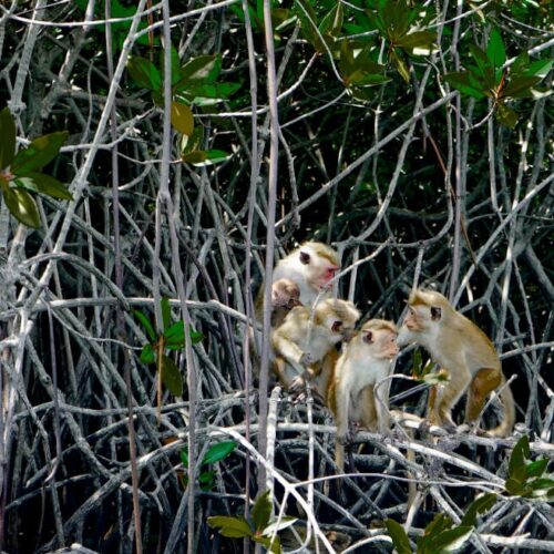 Negombo lagoon wildlife and mangroves