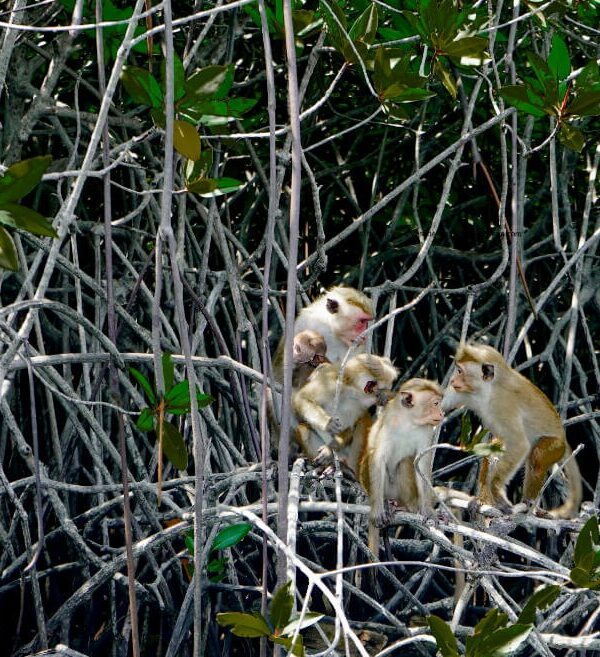 Negombo lagoon wildlife and mangroves
