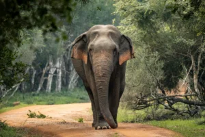 Sri Lankan elephant in the wild