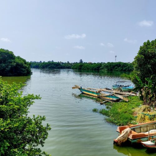 Negombo lagoon mangroves