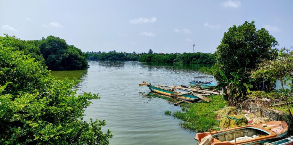 Negombo lagoon mangroves
